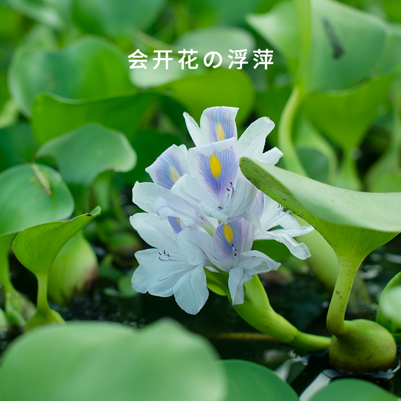 净化鱼缸浮萍养种苗水草乌龟水芙蓉水质植物鱼池鱼塘花卉缸水葫芦