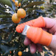 拇指刀摘菜专用铁指甲套花椒采摘器剪疏果神器掐尖神器摘豆角神器