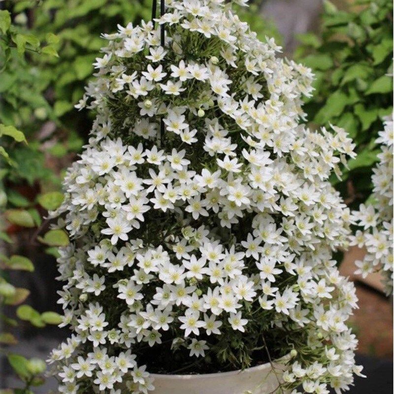 春早知铁线莲花苗盆栽爬藤植物阳台庭院藤本植物多年生花卉多季花,鲜花速递/花卉仿真/绿植园艺,绣球/木绣球/木本植物,淘宝优惠券,粉丝福利购,淘宝优惠卷