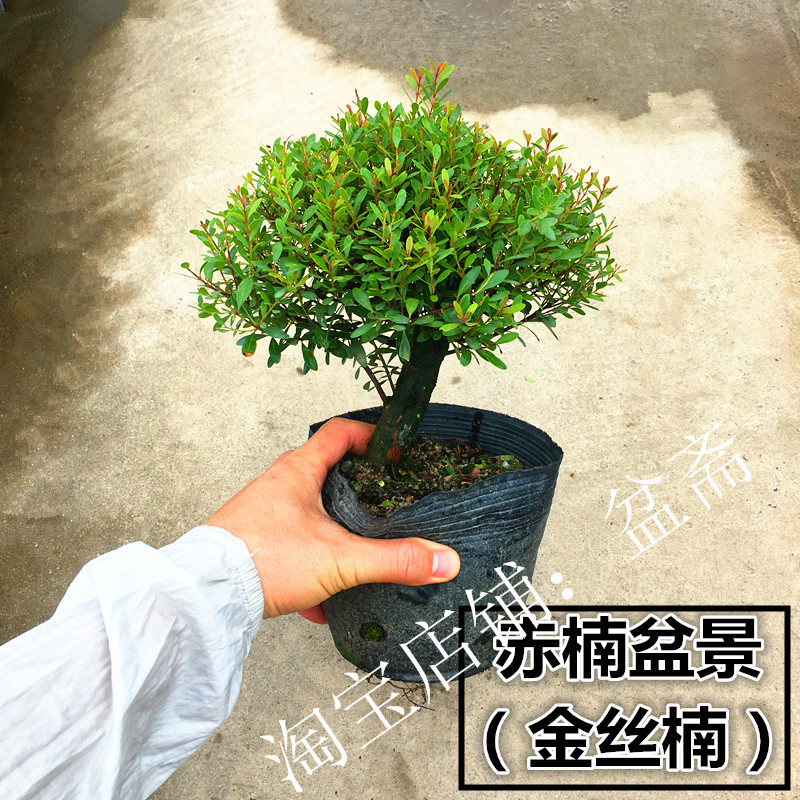 赤楠盆景植物树桩红杨金丝楠木盆栽办公室绿植四季常青开花香结果