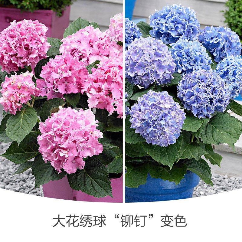 海蒂的花园 细高跟/铆钉褶边绣球花苗可调色阳台庭院花卉植物盆栽,鲜花速递/花卉仿真/绿植园艺,绣球/木绣球/木本植物,淘宝优惠券,粉丝福利购,淘宝优惠卷