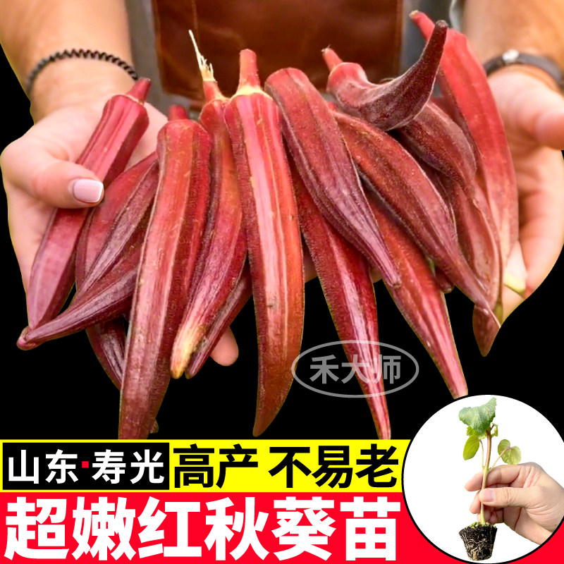 超耐老红秋葵苗秧四季高产带土球