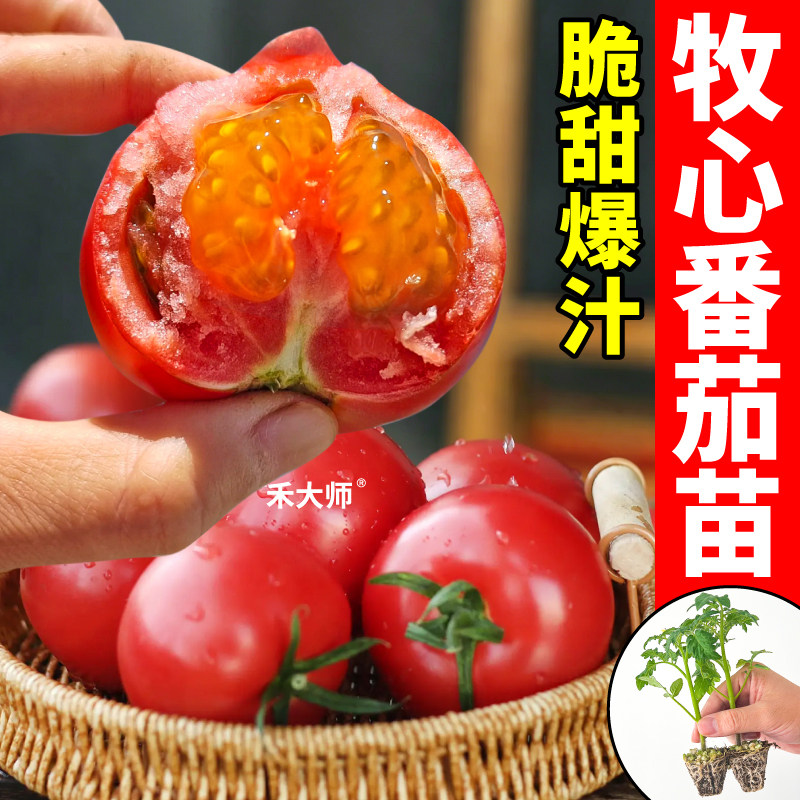 正宗寿光牧心番茄苗秧