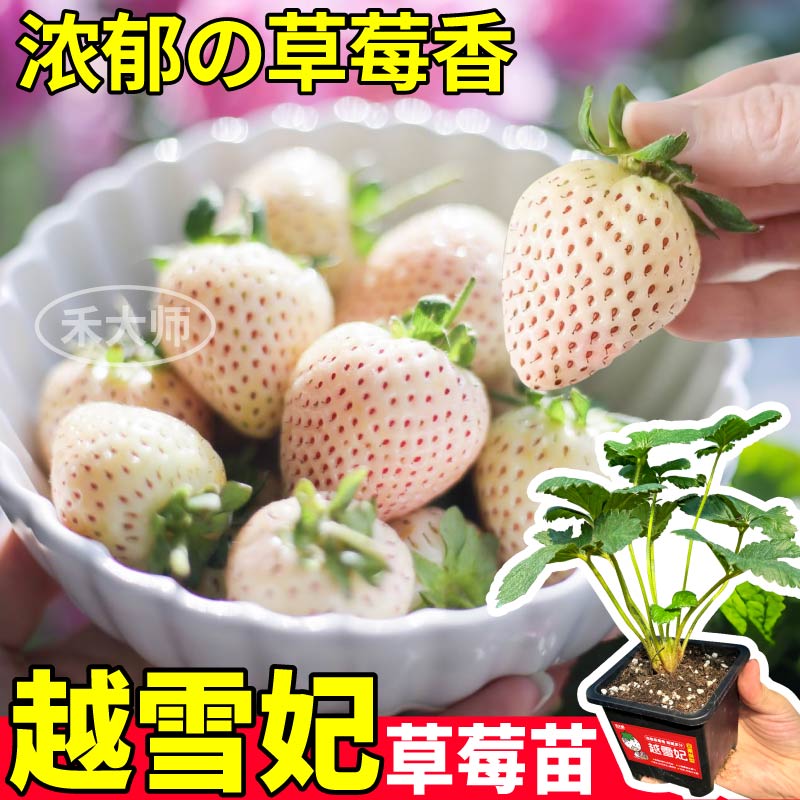 越雪妃草莓秧苗黑珍珠草莓苗真红美玲天使红颜阳台小院四季易种植