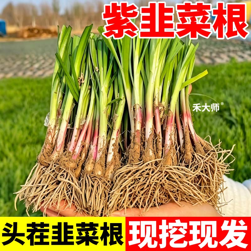 头茬新鲜紫韭菜根宽叶阳台秋冬