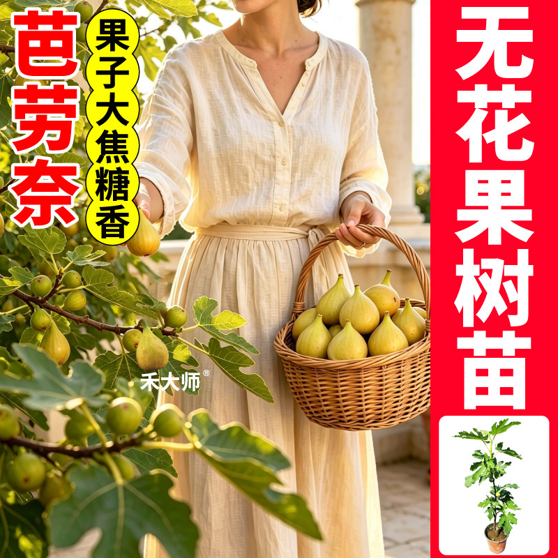 芭劳奈无花果树苗高产耐寒原土