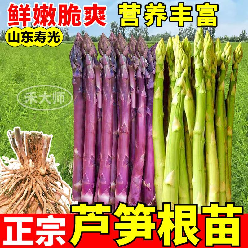正宗芦笋根苗带芽发货现挖绿紫芦笋根鲜嫩脆爽小院可种植四季盆栽