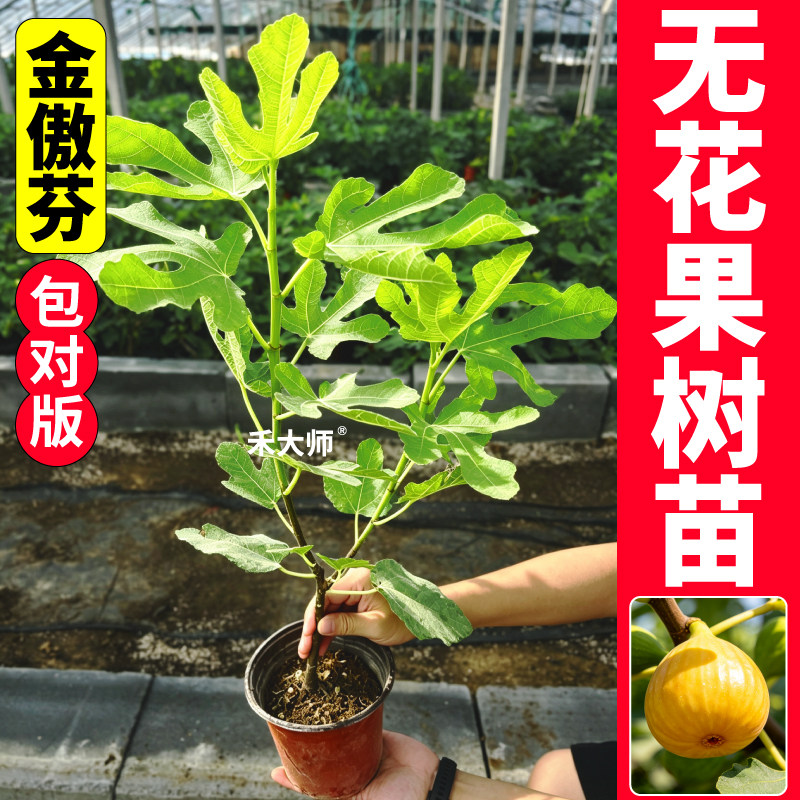金傲芬盆栽无花果树苗根壮苗旺