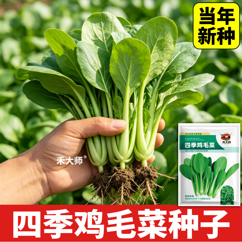 四季鸡毛菜种子高产易成活速生小青菜阳台小院盆栽种植蔬菜种籽