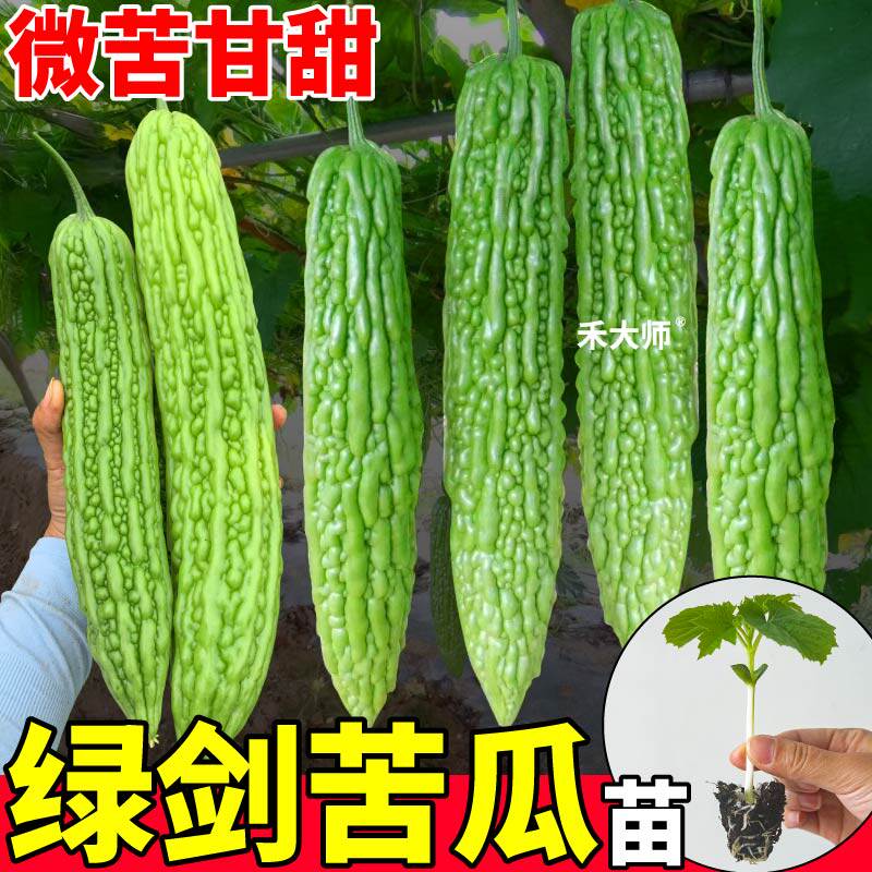 寿光绿剑苦瓜苗秧四季高产