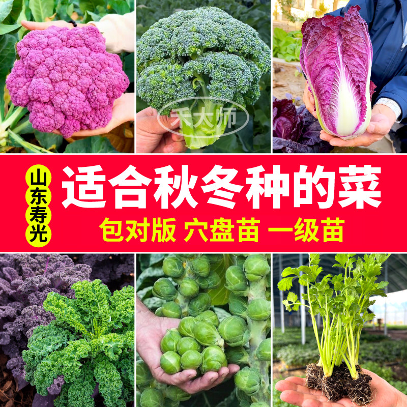 秋冬种的菜花菜白菜羽衣甘蓝包菜卷心菜芹菜苗种子庭院盆栽