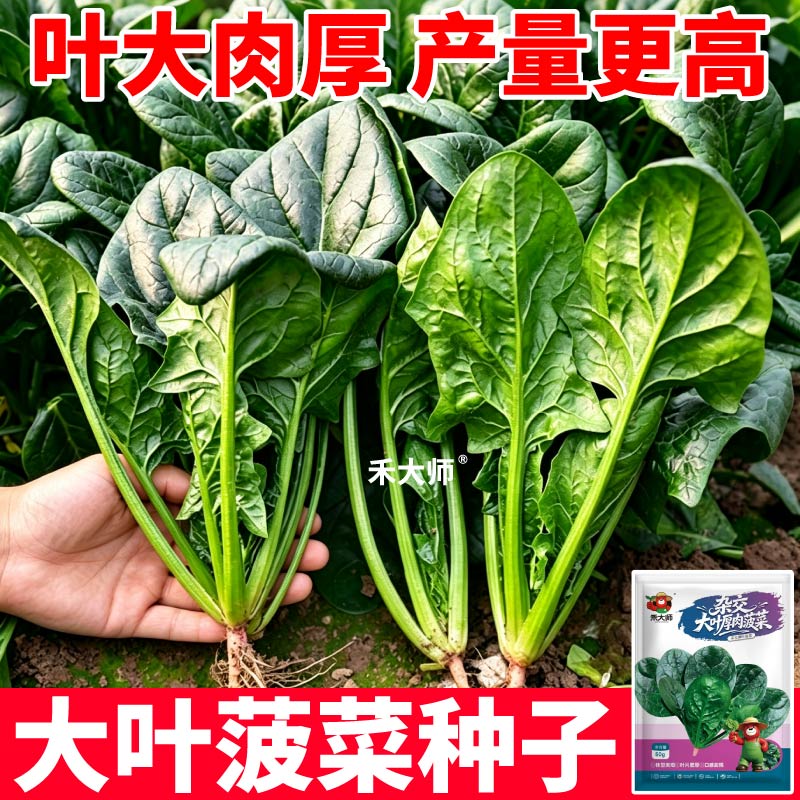 对版发货大叶红根菠菜种子
