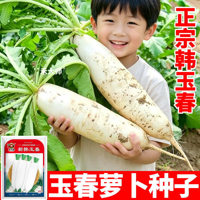 韩国引入韩玉春萝卜种子杂交品种白条顺直生熟两吃盆栽大田种植