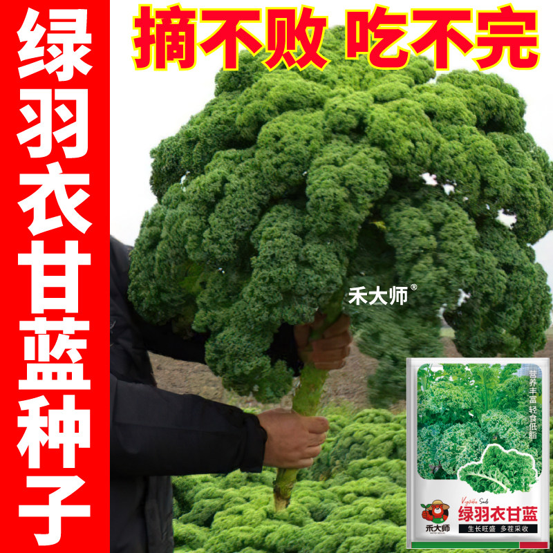 原装绿羽衣甘蓝种子摘不败高产