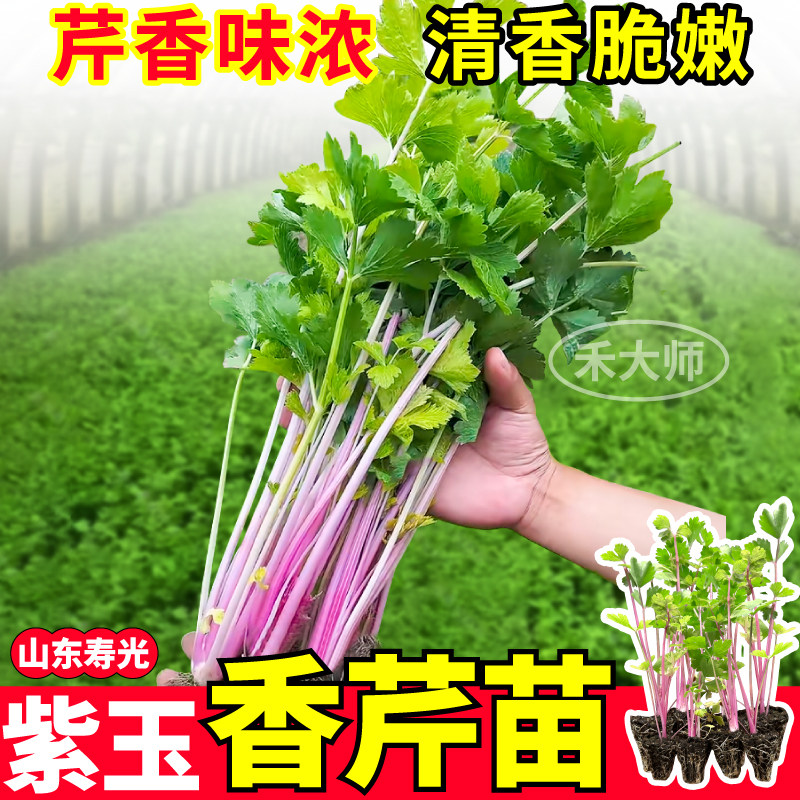 寿光紫玉香芹苗秧四季高产脆嫩