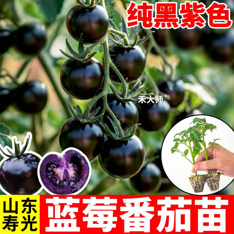 纯黑紫色蓝莓番茄苗秧四季