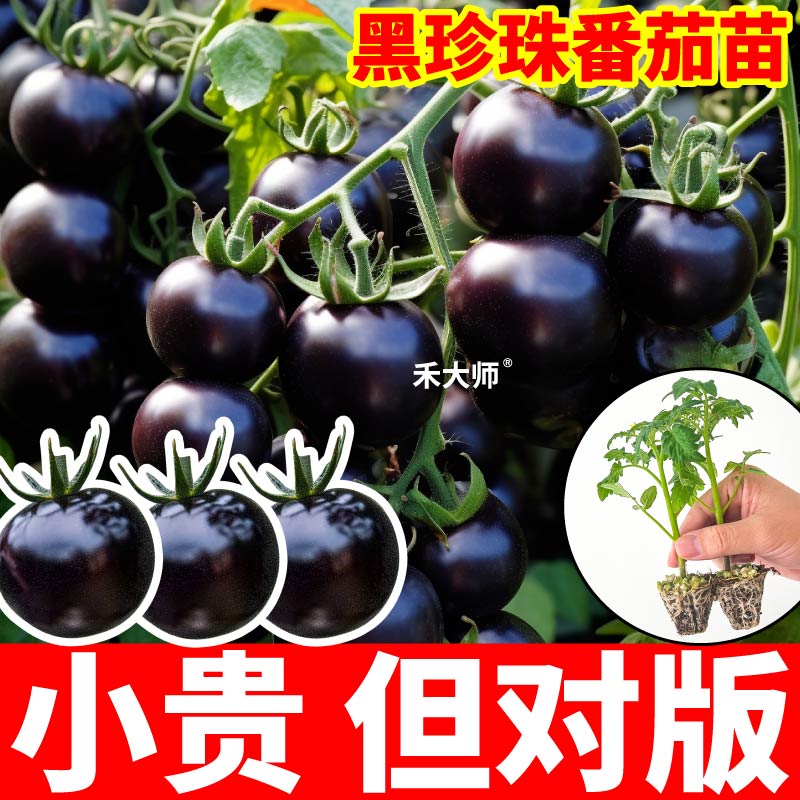 寿光黑珍珠番茄苗秧四季高产