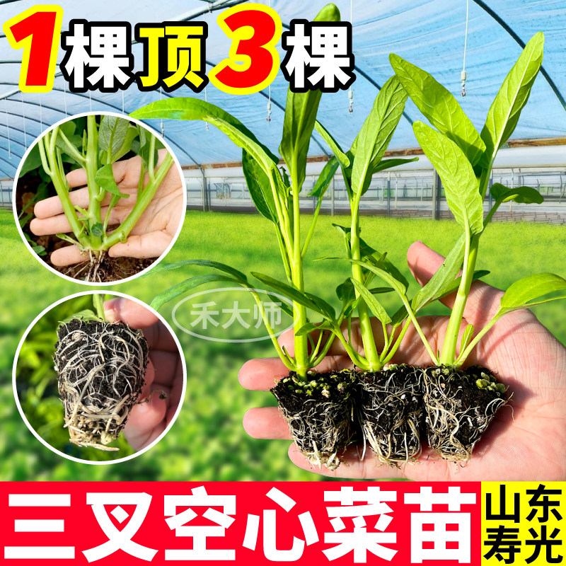 三叉空心菜苗秧带土球四季高产
