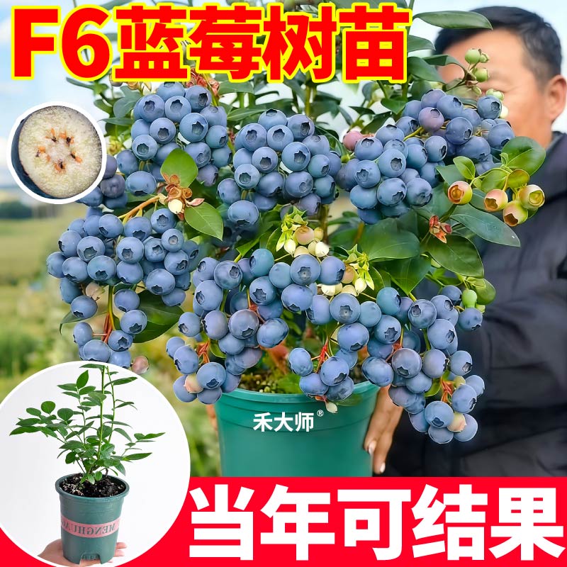 花香纯甜蓝莓盆栽苗L25蓝莓F6蓝莓盆栽脆甜高产原土原盆寿光直发