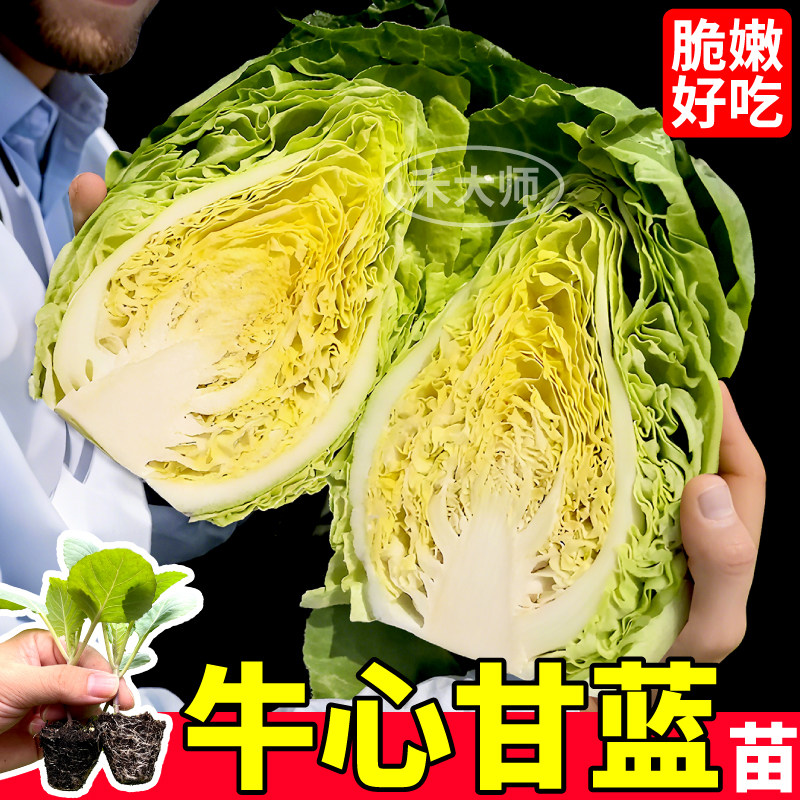 寿光牛心甘蓝苗秧四季脆嫩