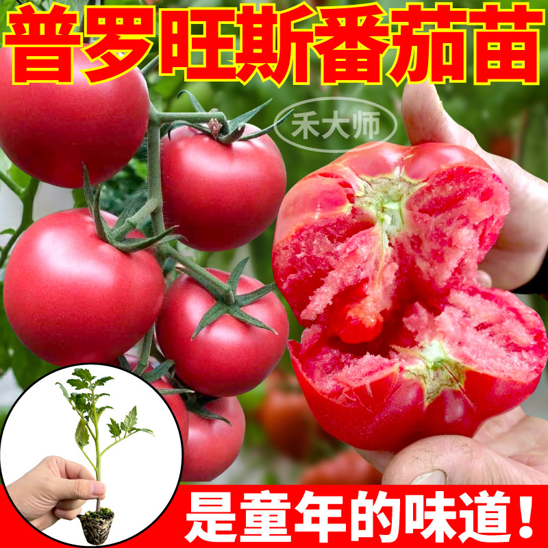 普罗旺斯番茄苗秧沙瓤口感西红柿图片
