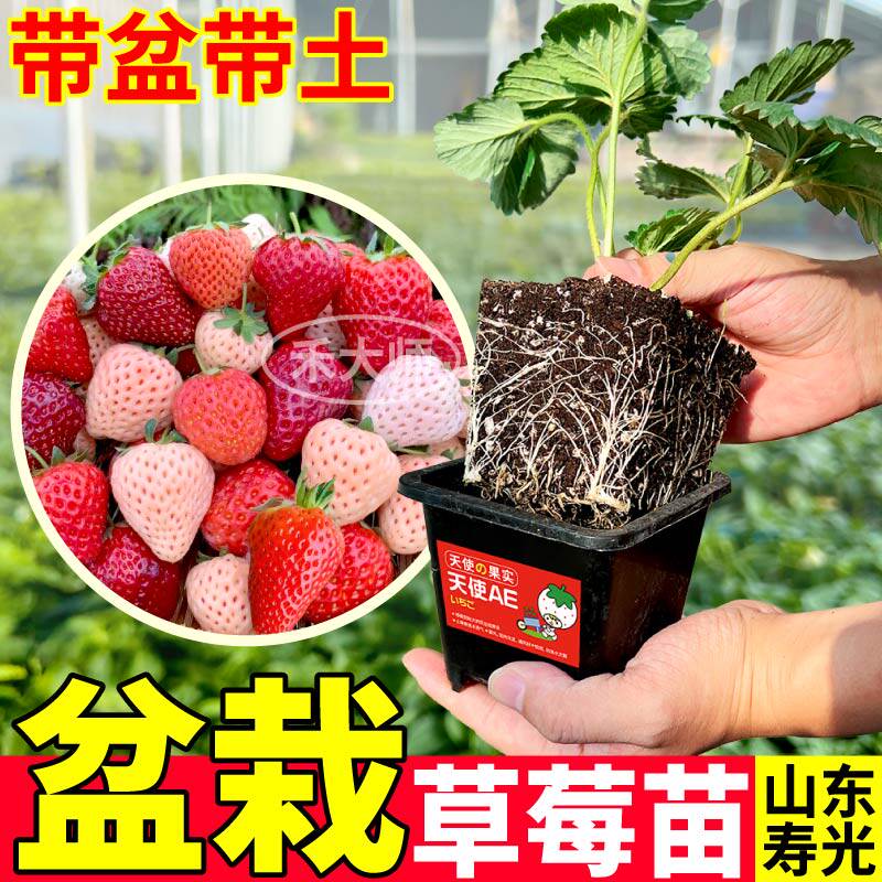 包对版盆栽草莓苗秧章姬真红美玲红颜草莓四季盆栽阳台院带土带盆