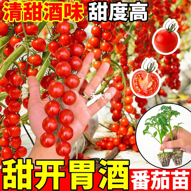 山东寿光甜开胃酒番茄苗秧四季