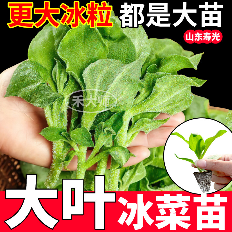 寿光水晶冰菜苗秧脆嫩高产冰叶菜