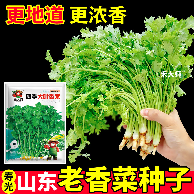 耐寒大叶香菜种子更地道更浓香