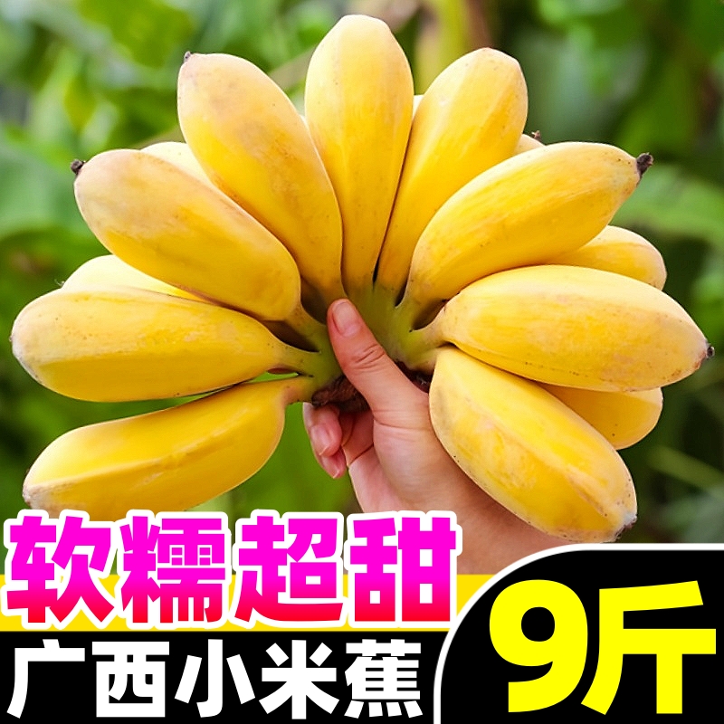 正宗广西小米蕉10斤新鲜水果香蕉自然熟芭蕉当季粉蕉苹果蕉整箱