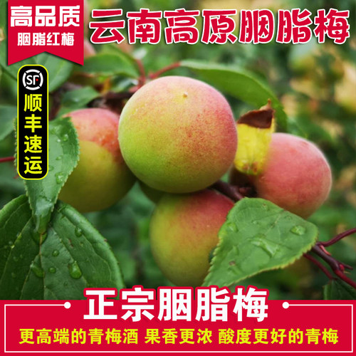 青梅
