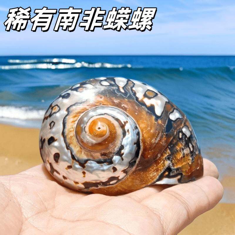 南非嵘螺天然海螺贝壳精品标本螺收藏送礼南非蝾螺鱼缸造景装饰品