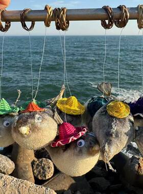 包邮天然刺鱼气鼓鱼标本刺豚河豚气泡鱼挂件收藏超大海螺造景贝壳