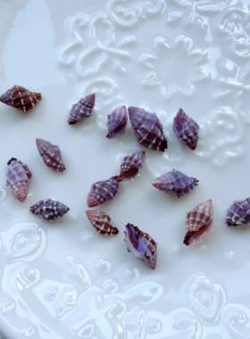 mini小紫螺手工送礼收藏稀有海螺贝壳（数量单位1）