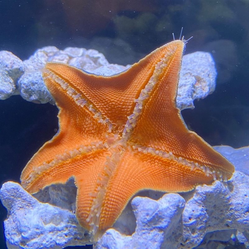 海星宠物海水鱼缸迷你海洋生物观赏动物翻砂小海星海缸造景观赏