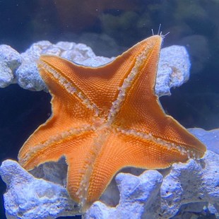 海星宠物海水鱼缸迷你海洋生物观赏动物翻砂小海星海缸造景观赏