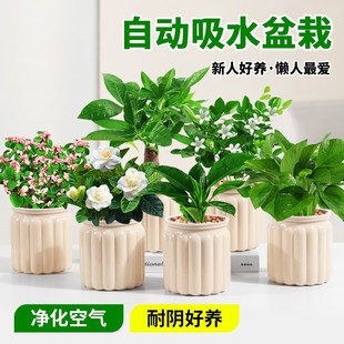 发财树盆栽绿萝箩桌面植物栀子花绿植花卉办公室内多肉水培好养活