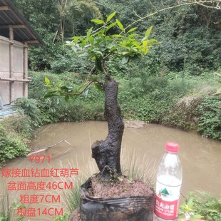 金弹子盆景血钻血红葫芦果原生母树素材带花苞