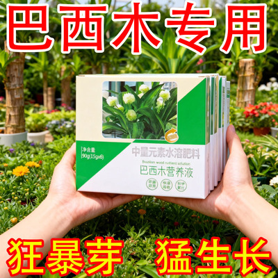 巴西木营养液专用肥防黄叶