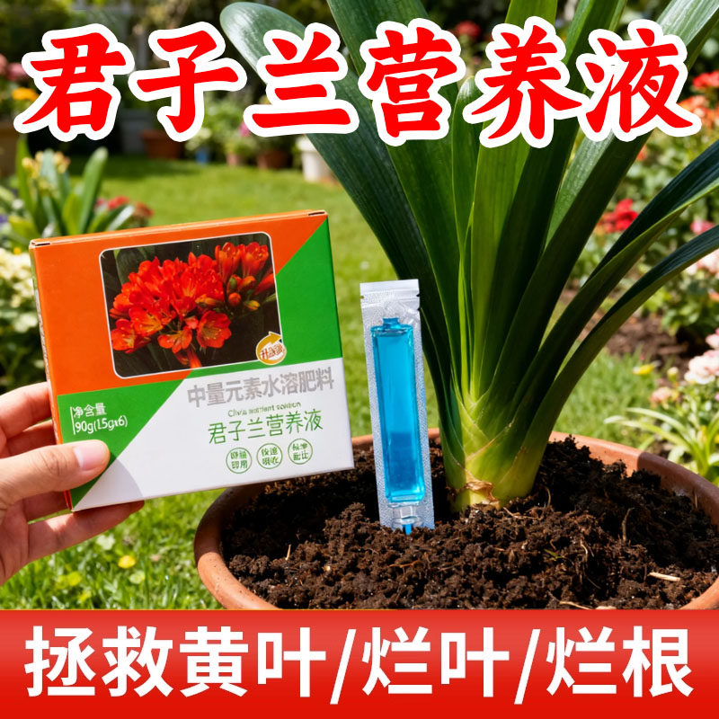君子兰专用营养液促箭防黄叶