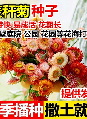麦秆菊室内盆栽橙色麦杆菊蜡菊脆菊花种籽易活花卉阳台种子可干花