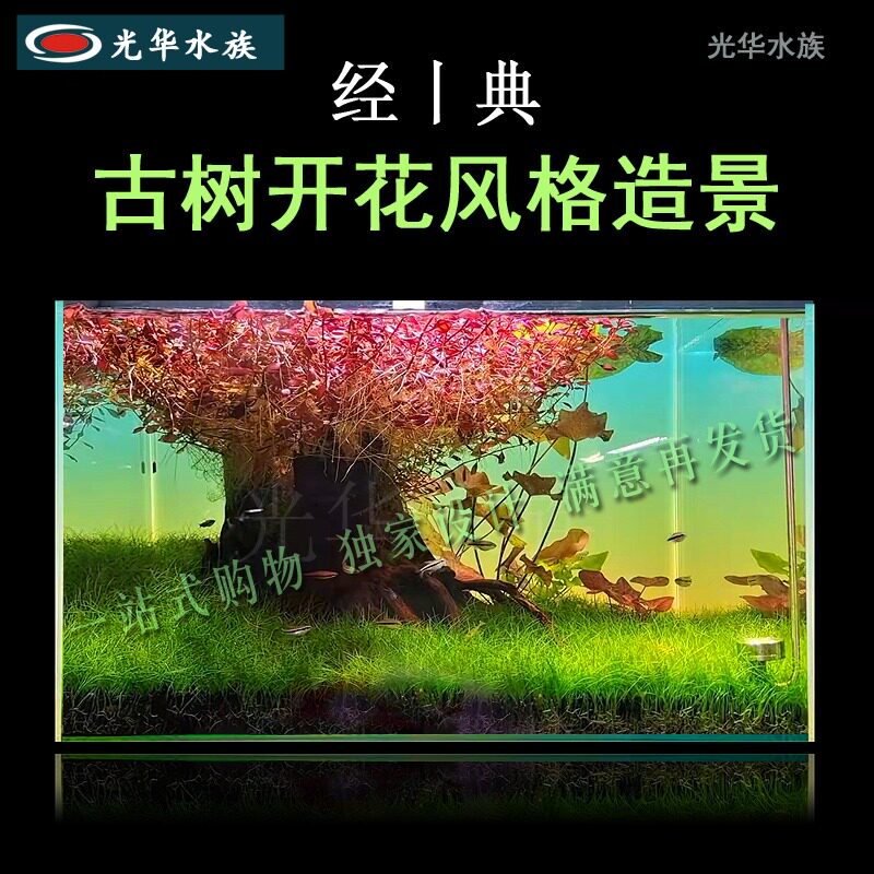 古树开花沉木老桩老树造景鱼缸水族箱装饰青龙石杜鹃根客厅生态