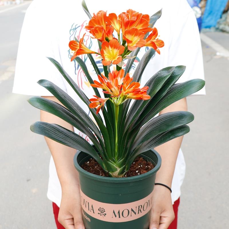 四季君子兰盆栽大苗花卉植物室内绿植耐寒好养活水培客厅开花