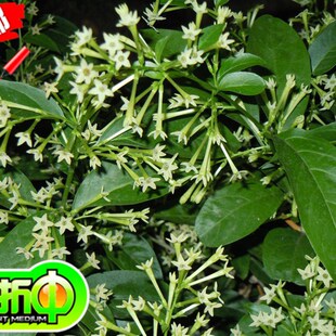 夜来香花苗盆栽驱蚊植物阳台盆栽浓香花卉植物室内外四季常绿好养