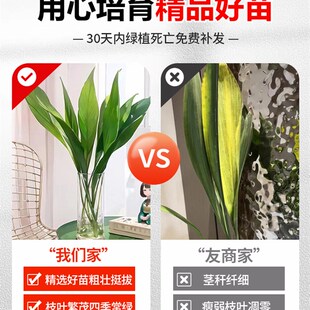 一叶兰四季常青盆栽办公室水培植物网红摆件室内好养耐寒净化空气