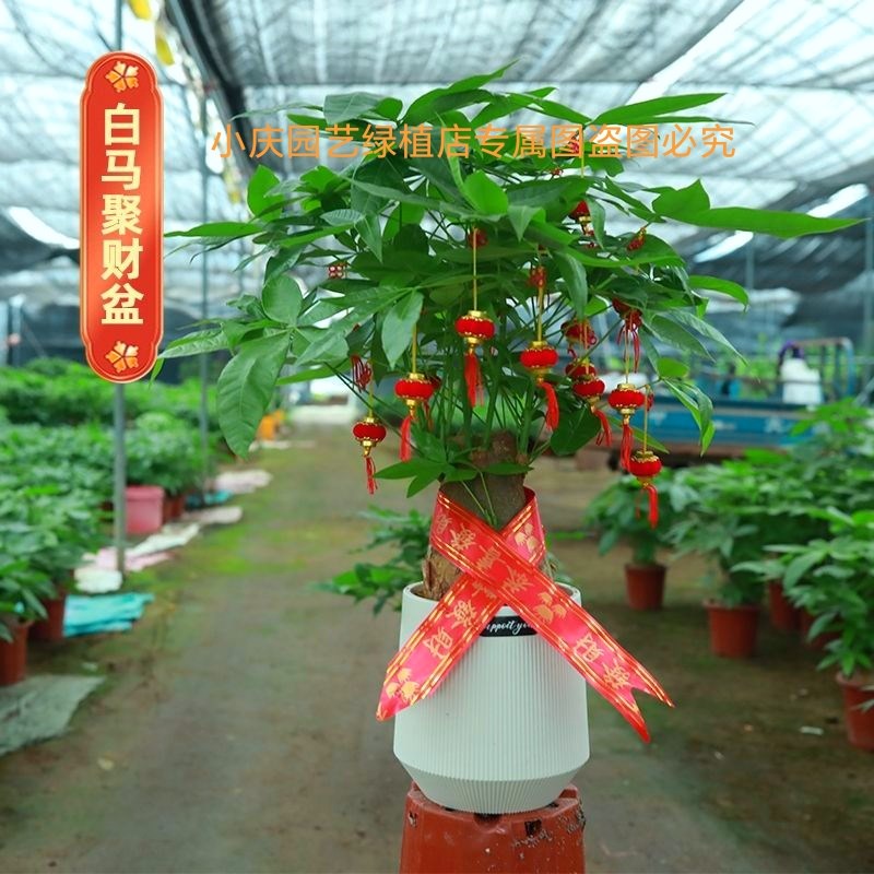 发财树盆栽室内客厅办公室桌面绿植花卉植物四季常青好养活大盆栽