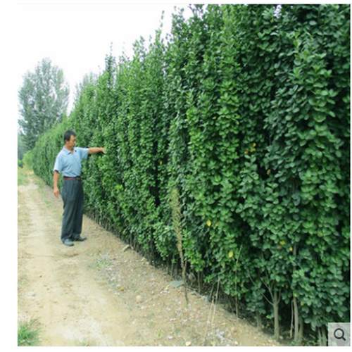 四季常青大叶黄杨苗直立北海道冬青树苗篱笆苗庭院围墙用耐寒植物