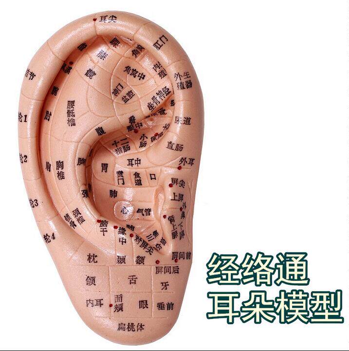 上海经络通针灸按摩耳膜 耳朵模型 13cm 17cm 23cm标准耳贴穴位