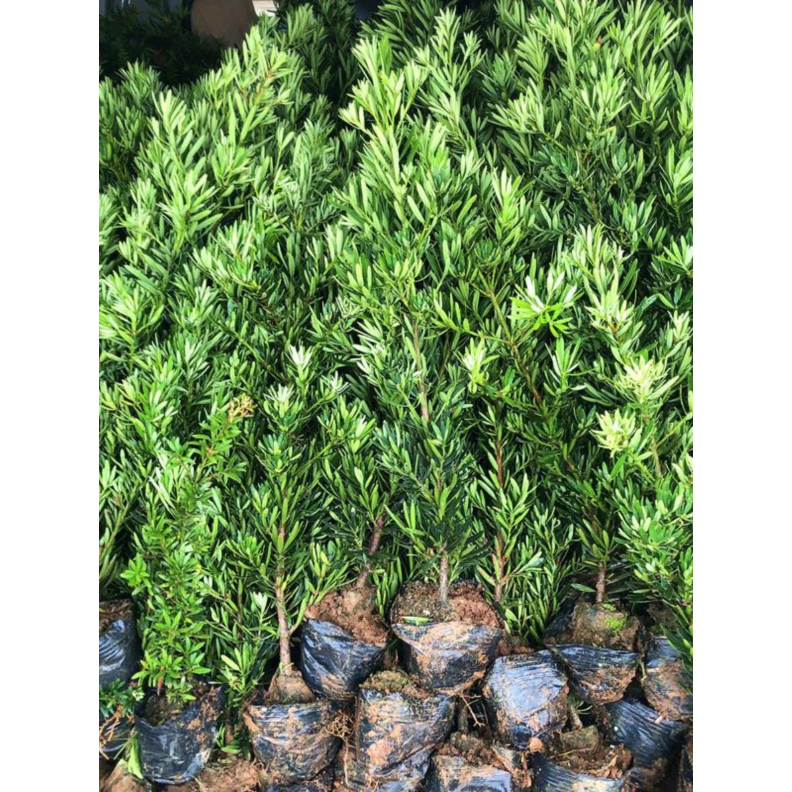 菊花心公树罗汉松不结果祇开花盆景客厅旺宅卉庭院绿植物盆栽树苗