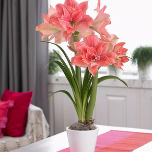 朱顶红球种花卉植物大全四季进口重瓣开花种球盆栽室内花